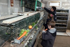 Aleksandar Sredanović:  Od uzgoja japanskih prepelica može lijepo da se zaradi