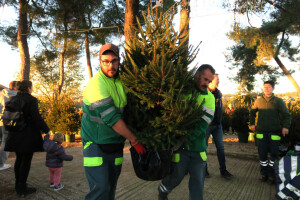 Unajmite živo božićno drvce