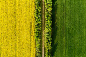 Iznad polja uljane repice