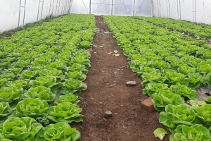 Zelena salata u plasteniku