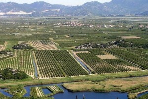 Neretvanske mandarine i klementine