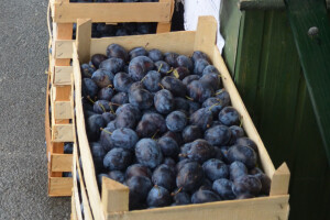 10 razloga za i 10 razloga protiv sadnje šljiva u Hrvatskoj