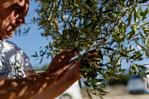 Svjetsko prvenstvo u branju maslina