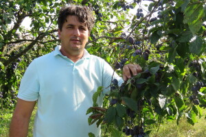 Voćar Dragan Šop ima rekordan urod šljive