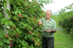 Dragiša Stojilković se radovao proizvodnji kupine, a sada je daje u bescenje