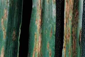 Najvažnije bolesti žitarica