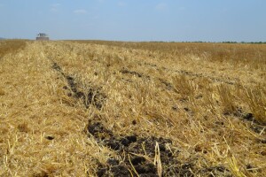 Nakon žetve pivarskog ječma, postrna sjetva za zelenu gnojidbu