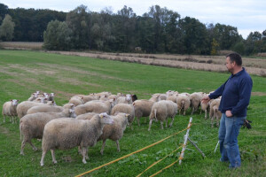 Ovčarstvo na OPG-u Golek