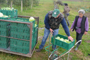 Uzgoj cvijeća na OPG-u Pavičić