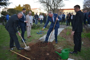 Sadnjom masline otvoren 26. Noćnjak