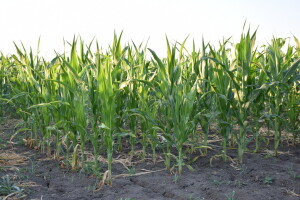 Suša ugrozila kukuruz i soju, prinosi će biti manji?