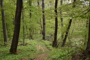 Ružica grad na obroncima Papuka