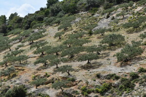 Hrapoćuša - poznati kolač bračkog sela Dol