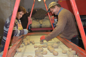 Proizvodnja krumpira na OPG-u Nesvadba