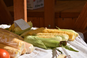 Slavonski kukuruz omiljen kod turista