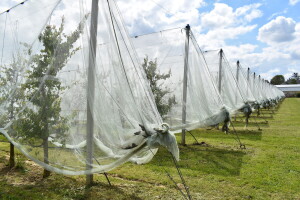 Poljoprivredno-prehrambena škola Požega