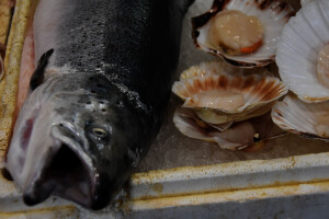 Ribarnica na zadarskoj tržnici