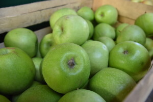 Kontrolisana proizvodnja porodice Isakov