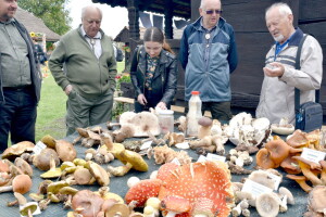 Izložba jestivih, uvjetno jestivih i otrovnih gljiva na manifestaciji Jesen na Bilogori