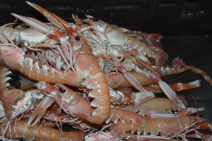 Jutarnja šetnja kroz zadarsku peskariju