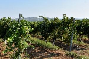 Vinarija Jokić u srcu Ravnih kotara