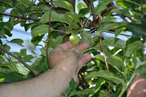 Elementarna nepogoda u Bjelovarsko-bilogorskoj županiji