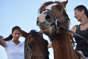 Konjički klub Zadar