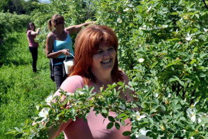 Berba latica divlje ruže na OPG Zelenika