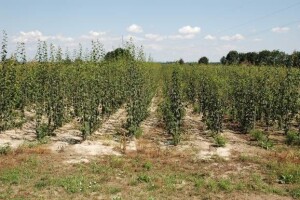 Rasadnik Milić - proizvodnja sadnica ruža, voća i ukrasnog bilja