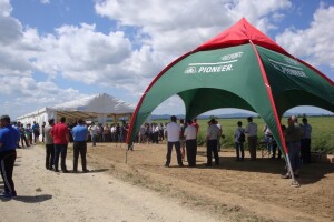 Pioneer hibridi uljane repice