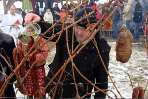 Vinceška 2013. Belje