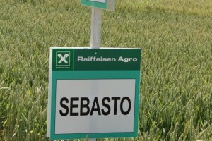 Dan polja ozime pšenice RWA Raiffeisen Agro d.o.o