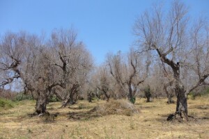 Xylella fastidiosa - ubojica maslina