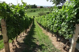 Bayer CropScience održao Dane vinograda