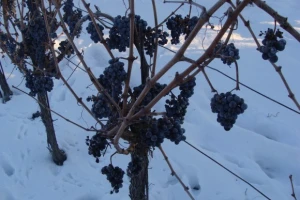 Ledena berba Beljskih vinograda