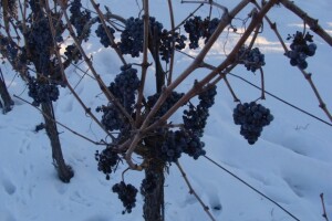 Ledena berba Beljskih vinograda