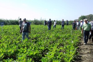 Dani polja šećerne repe u Županji