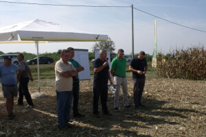 Bc Dani polja kukuruza u Starom Topolju