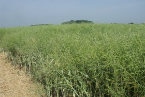 Dani polja uljane repice