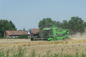 Žetva pšenice
