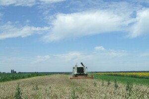 Žetva pšenice u Sremu