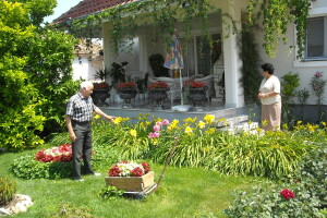 Mirišljavi, ali otrovni oleander - višebojni cvetni grm