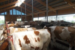 Na farmi krava Igora Rešetara