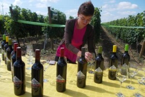 Bayerovi pokusi u vinogradima Iloka