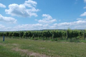 Vinogradi PZ Trs Ilok