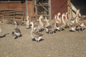 Dejan Lazić: Mala poljoprivredna gazdinstva mogu solidno da zarade