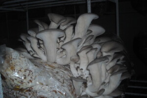 Proizvodnja bukovače