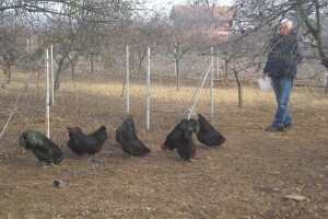 Poljoprivredno gazdinstvo Danila Brkića iz Kusatka gaji kokoške kombinovanih proizvodnih sposobnosti