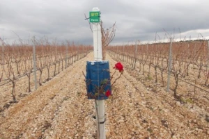 Ruže u vinogradu