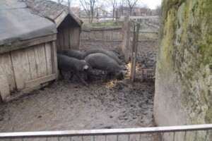 Slovenski kulen u Otoku